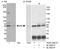 Mitotic Arrest Deficient 1 Like 1 antibody, A300-339A, Bethyl Labs, Immunoprecipitation image 
