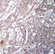 NFKB Inhibitor Beta antibody, abx000313, Abbexa, Western Blot image 
