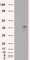 MTOR Associated Protein, Eak-7 Homolog antibody, MA5-25056, Invitrogen Antibodies, Western Blot image 