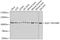 Programmed Cell Death 6 Interacting Protein antibody, GTX64925, GeneTex, Western Blot image 