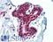 Histone Deacetylase 1 antibody, LS-B3438, Lifespan Biosciences, Immunohistochemistry paraffin image 