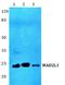 Mitotic Arrest Deficient 2 Like 1 antibody, A00785-2, Boster Biological Technology, Western Blot image 