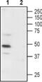 Purinergic Receptor P2X 3 antibody, PA5-77682, Invitrogen Antibodies, Western Blot image 