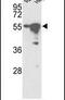 Serine/Threonine Kinase 25 antibody, PA5-15154, Invitrogen Antibodies, Western Blot image 