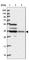 Transmembrane Protein 176B antibody, HPA047509, Atlas Antibodies, Western Blot image 