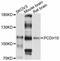 Protocadherin 10 antibody, LS-C747045, Lifespan Biosciences, Western Blot image 