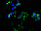 ER Membrane Protein Complex Subunit 9 antibody, LS-C372366, Lifespan Biosciences, Immunofluorescence image 