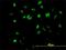 Negative Elongation Factor Complex Member B antibody, H00025920-B01P, Novus Biologicals, Immunofluorescence image 