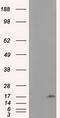 Nucleoside diphosphate kinase, mitochondrial antibody, TA501177S, Origene, Western Blot image 