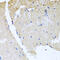 Ras-related protein Rab-24 antibody, 23-551, ProSci, Immunohistochemistry paraffin image 