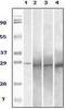 Ras-related protein Rab-25 antibody, MA5-15267, Invitrogen Antibodies, Western Blot image 