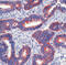 Paxillin antibody, GTX23127, GeneTex, Immunohistochemistry paraffin image 