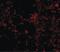 Interleukin 21 Receptor antibody, LS-B572, Lifespan Biosciences, Immunofluorescence image 