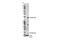 Placenta Associated 8 antibody, 13885S, Cell Signaling Technology, Western Blot image 