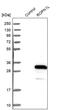 Rhophilin Associated Tail Protein 1 Like antibody, PA5-58689, Invitrogen Antibodies, Western Blot image 