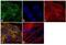 Myosin VIIA antibody, GTX23481, GeneTex, Immunofluorescence image 