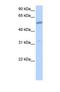 Collagen Type XXVI Alpha 1 Chain antibody, NBP1-69681, Novus Biologicals, Western Blot image 