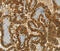 Chordin Like 2 antibody, MBS2523242, MyBioSource, Immunohistochemistry frozen image 