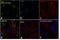 Serpin Family E Member 1 antibody, MON I-6-02, Invitrogen Antibodies, Immunofluorescence image 