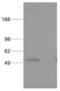 Interferon Regulatory Factor 8 antibody, 14-7888-82, Invitrogen Antibodies, Western Blot image 