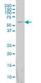 Formimidoyltransferase Cyclodeaminase antibody, LS-C133664, Lifespan Biosciences, Western Blot image 