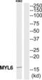 Myosin Light Chain 6 antibody, abx015099, Abbexa, Western Blot image 