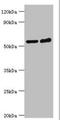 MAPK Associated Protein 1 antibody, orb353714, Biorbyt, Western Blot image 