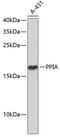 Peptidylprolyl Isomerase A antibody, 13-038, ProSci, Western Blot image 