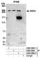 AT-rich interactive domain-containing protein 2 antibody, A302-229A, Bethyl Labs, Immunoprecipitation image 