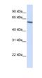 FKBP Prolyl Isomerase 5 antibody, orb325933, Biorbyt, Western Blot image 