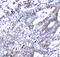 Alpha-1-Microglobulin/Bikunin Precursor antibody, A02419-3, Boster Biological Technology, Immunohistochemistry frozen image 