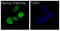 Nanog Homeobox antibody, M00153, Boster Biological Technology, Immunofluorescence image 