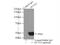 Dynactin Subunit 2 antibody, 10031-2-AP, Proteintech Group, Immunoprecipitation image 