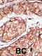 Toll Like Receptor 5 antibody, GTX00780, GeneTex, Immunohistochemistry paraffin image 