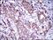 Activated Leukocyte Cell Adhesion Molecule antibody, GTX60782, GeneTex, Immunohistochemistry paraffin image 