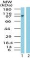 Lysine Demethylase 1A antibody, PA1-41698, Invitrogen Antibodies, Western Blot image 