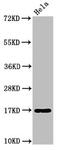Nuclear nucleic acid-binding protein C1D antibody, CSB-PA03474A0Rb, Cusabio, Western Blot image 