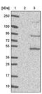 PAT1 Homolog 1, Processing Body MRNA Decay Factor antibody, PA5-58631, Invitrogen Antibodies, Western Blot image 