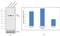 B-Raf Proto-Oncogene, Serine/Threonine Kinase antibody, 711219, Invitrogen Antibodies, Western Blot image 