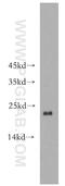 ADP Ribosylation Factor 1 antibody, 10790-1-AP, Proteintech Group, Western Blot image 