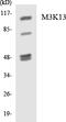 Mitogen-Activated Protein Kinase Kinase Kinase 13 antibody, LS-C292151, Lifespan Biosciences, Western Blot image 
