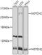 Notch Receptor 2 antibody, 13-204, ProSci, Western Blot image 