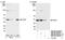 PHD Finger Protein 6 antibody, NB100-68261, Novus Biologicals, Western Blot image 