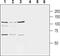 Glutamate Metabotropic Receptor 8 antibody, PA5-77430, Invitrogen Antibodies, Western Blot image 