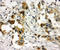 Catechol-O-Methyltransferase antibody, LS-C313303, Lifespan Biosciences, Immunohistochemistry frozen image 