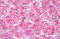 GIT ArfGAP 2 antibody, MBS246073, MyBioSource, Immunohistochemistry frozen image 