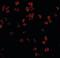 Toll Like Receptor 5 antibody, orb87371, Biorbyt, Immunofluorescence image 