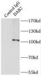 Disabled homolog 2 antibody, FNab02228, FineTest, Immunoprecipitation image 