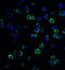 MAGE Family Member A4 antibody, A07175, Boster Biological Technology, Immunofluorescence image 