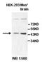 ALX Homeobox 4 antibody, orb77555, Biorbyt, Western Blot image 